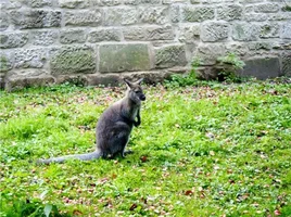 f96f89aa9104 kenguru.webp