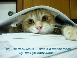 1274114t.webp