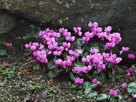 57030149_cyclamen_coum.webp