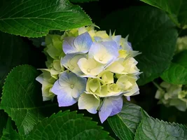 Hydrangeas.webp