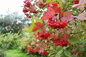 IMG_20190916_144401.webp IMG_20190916_144401.webp