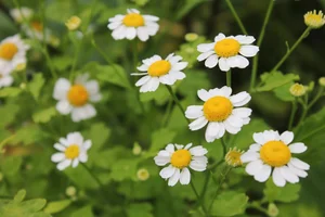 IMG_20190916_144603.webp IMG_20190916_144603.webp