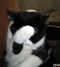 котику стыдно.webp котику стыдно.webp