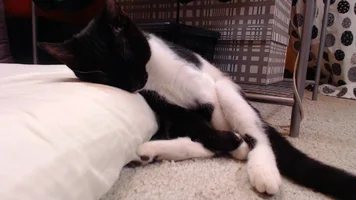 Z89vczwLoDs.webp Z89vczwLoDs.webp