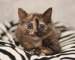 Coao7DQ_AJI.webp Coao7DQ_AJI.webp