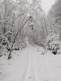 IMG_20191117_155339.webp IMG_20191117_155339.webp