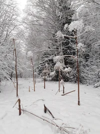 IMG_20191117_162457.webp IMG_20191117_162457.webp