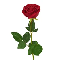 6987c5dae6ff.webp