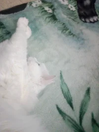 15766036359132068636541.webp 15766036359132068636541.webp