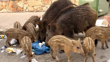 1583328390607.webp 1583328390607.webp