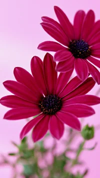 image - 2020-04-11T153028.200.webp