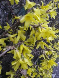 20200409_112817.webp 20200409_112817.webp