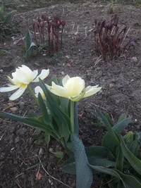 20200420_071753.webp 20200420_071753.webp