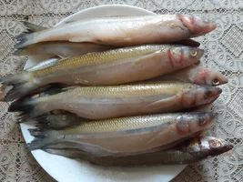 20200520_152900.webp 20200520_152900.webp