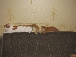 IMG_0102.webp IMG_0102.webp