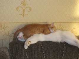 IMG_0189.webp IMG_0189.webp