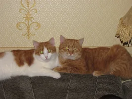 IMG_1634.webp IMG_1634.webp