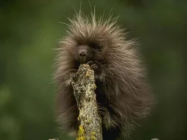 0_68642_87ccdc30_XL.webp 0_68642_87ccdc30_XL.webp