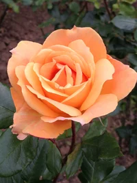 6F9E0F27-07C9-489A-9AFF-5A5BEA7A10D3   454545454.webp