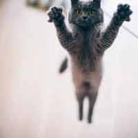 kot-pryzhok-lapy-glaza-boke.webp kot-pryzhok-lapy-glaza-boke.webp