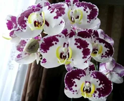 falenopsis112.webp