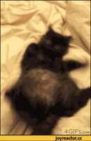 нервы.gif нервы.gif