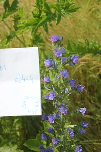 кактусы лого.webp