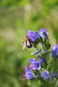 пчела кактусы.webp