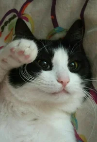 D7C3iBJW0AAHWOb.jpg D7C3iBJW0AAHWOb.jpg