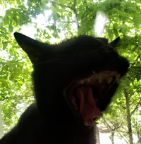 IMG_20200528_120240.webp IMG_20200528_120240.webp