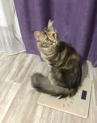 2019-12-20 06-43-43.webp