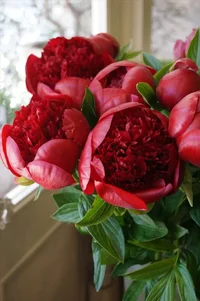 0ec55a9261c3e5a2ba097395cc91373b--red-peonies-flower-bomb.webp