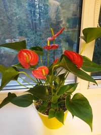 IMG_20200819_195204.webp IMG_20200819_195204.webp