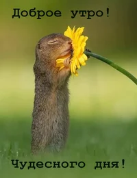 Открытка-доброе-утро-с-добрым-утром-пожелания-доброго-утра-6436.webp