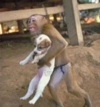 Обезьяна спасла щенка взрыв трубопровода в Китае.webp