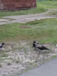 2020-07-31 08-03-52.webp