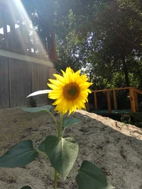 IMG_20200807_130031.jpg IMG_20200807_130031.jpg