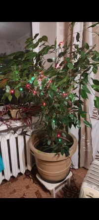 Screenshot_2020-12-08-11-32-53-579_com.whatsapp.webp Screenshot_2020-12-08-11-32-53-579_com.whatsapp.webp