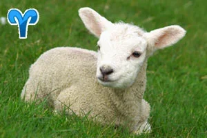 aries_s.webp aries_s.webp