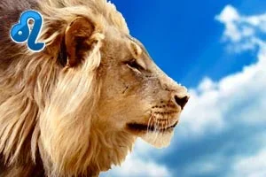 leo_s.webp leo_s.webp