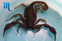 scorpio_s.jpg scorpio_s.jpg