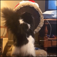 Funny_Cat_GIF__When_your_cat_realizes_he_has_overdone_it_on_the_Christmas_cookies_ok-cats-site...gif