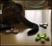 Funny_Cat_GIF__Lazy_and_funny_Cat_playing_with_fidget_spinner_with_his_tail_haha_ok-cats-site_...gif Funny_Cat_GIF__Lazy_and_funny_Cat_playing_with_fidget_spinner_with_his_tail_haha_ok-cats-site_...gif