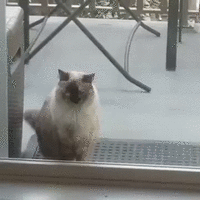 стучимся.gif стучимся.gif