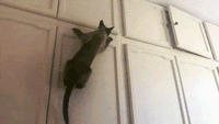 Kotogifki (6).gif Kotogifki (6).gif