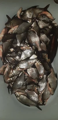 IMG-20210313-WA0002.webp IMG-20210313-WA0002.webp