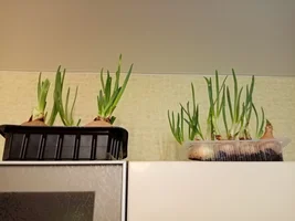 IMG_20210328_190348.webp IMG_20210328_190348.webp