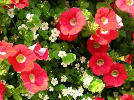055044.webp