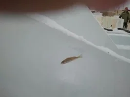 1353501618252.webp 1353501618252.webp