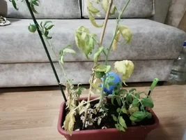 Помидоры желтеют.webp